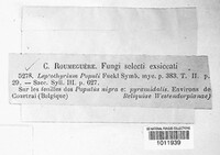 Drepanopeziza populi image